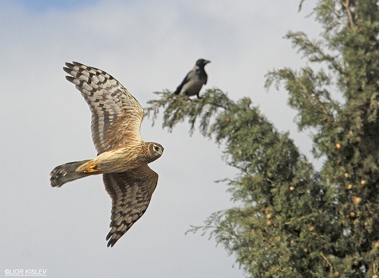   Hen Harrier Circus cyaneus ,wadi Meitzar ,Golan heights  .21-11-12 Lior Kislev